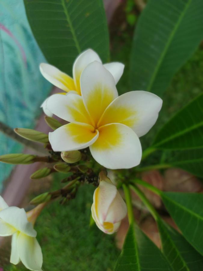 Colours Of Life Home Weligama Exterior foto